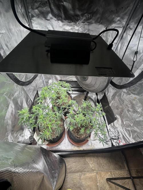 3 clones. Week 4
