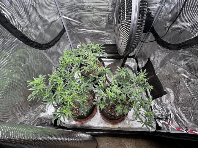 3 clones. Week 4