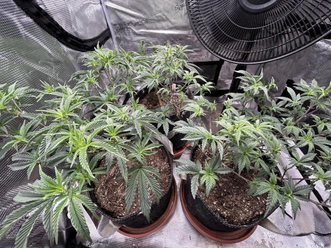 3 clones. Week 4