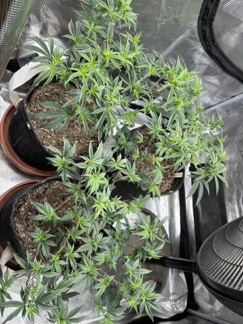 3 clones. Week 4
