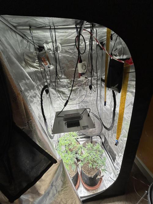 3 clones. Week 4