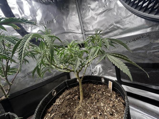 3 clones. Week 4