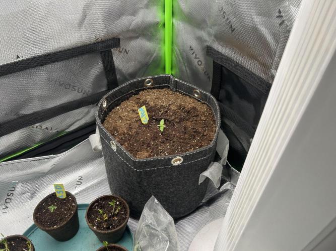 Cherry Poppers. Week 1