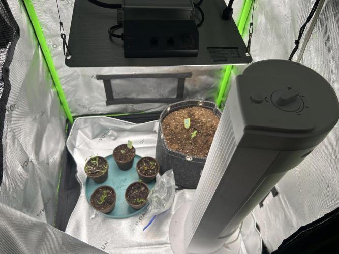 Cherry Poppers. Week 1