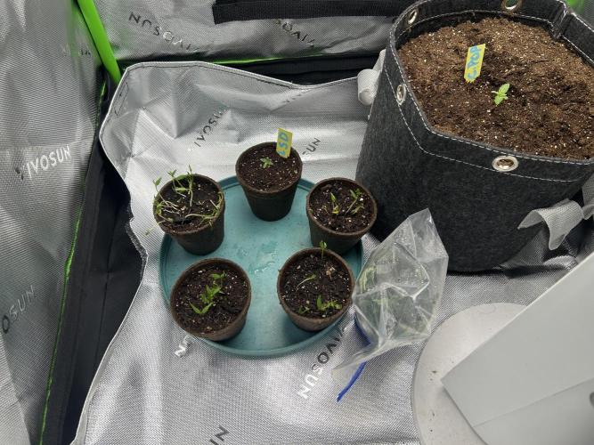 Cherry Poppers. Week 1