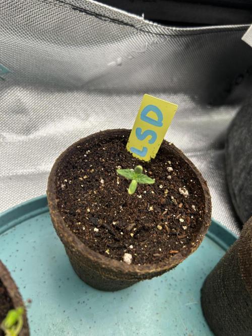 LSD Feminized. Week 1