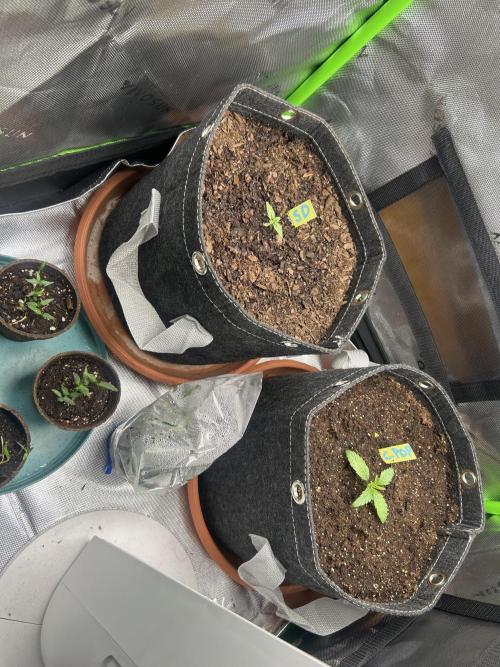 Cherry Poppers. Week 2