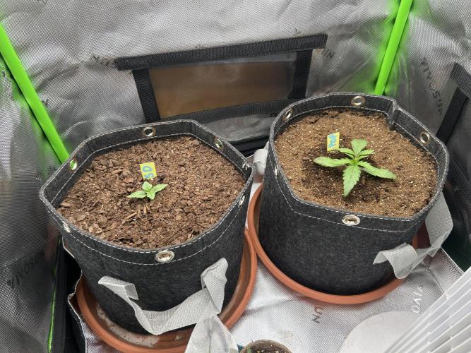 Cherry Poppers. Week 2