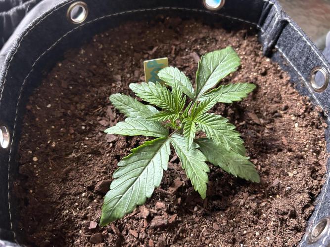 Cherry Poppers. Week 3