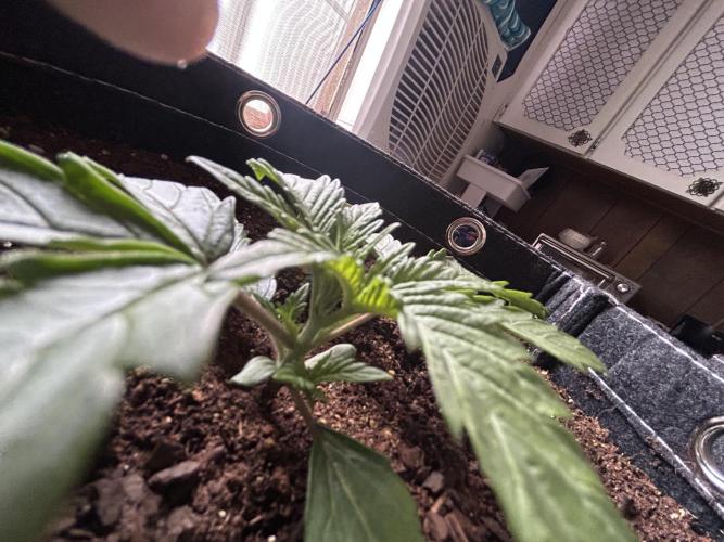 Cherry Poppers. Week 3