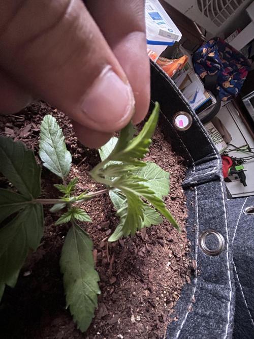 Cherry Poppers. Week 3