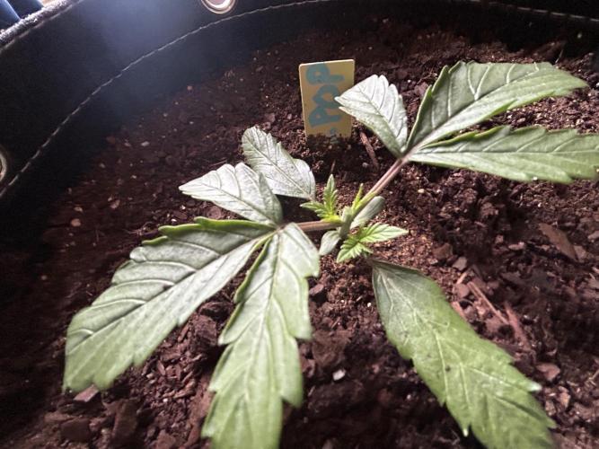 Cherry Poppers. Week 3