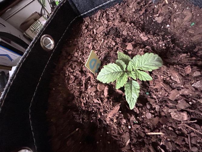 LSD Feminized. Week 2