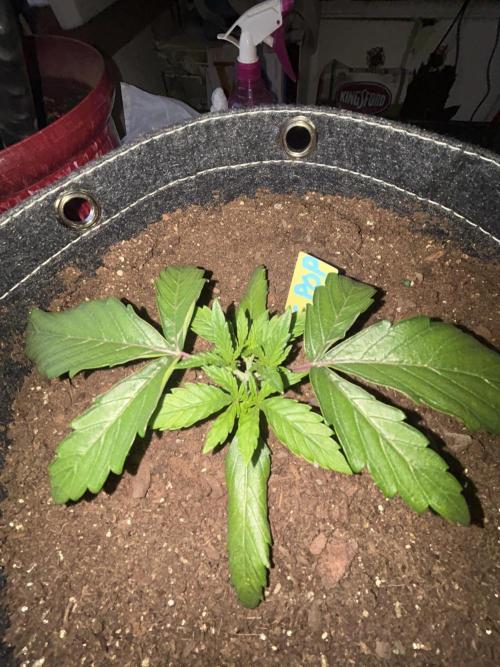 Cherry Poppers. Week 3