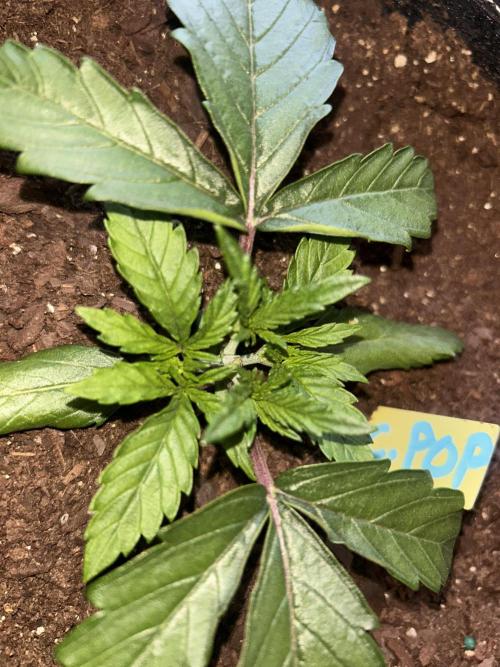 Cherry Poppers. Week 3