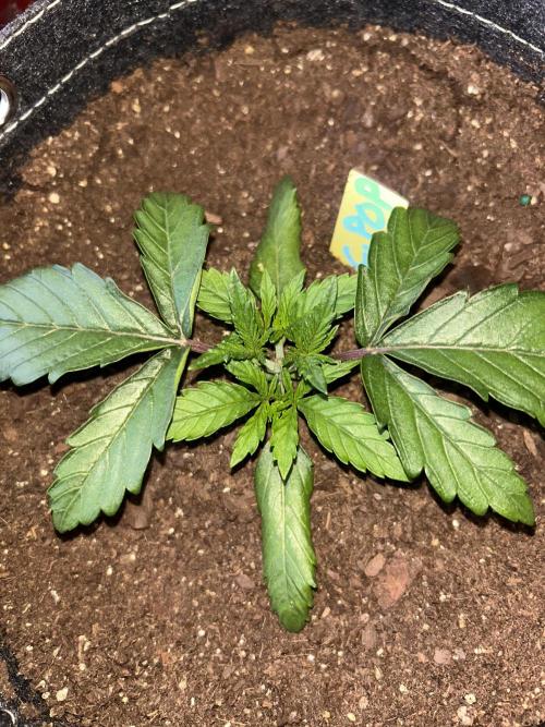 Cherry Poppers. Week 3