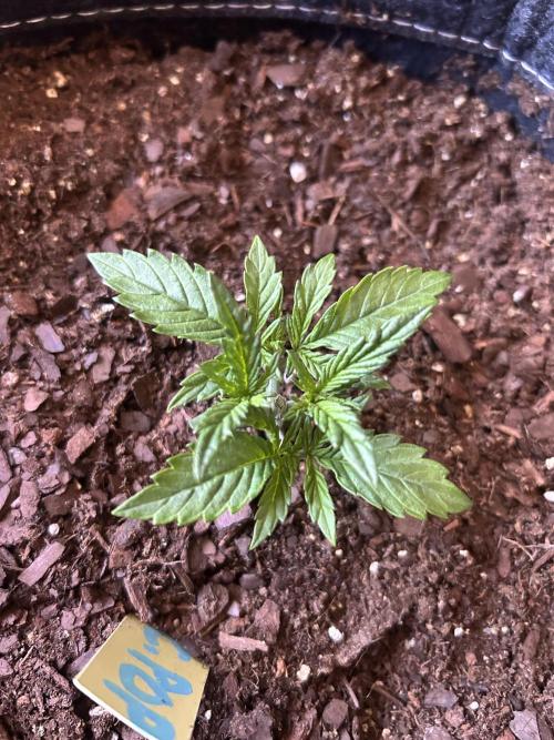Cherry Poppers. Week 3