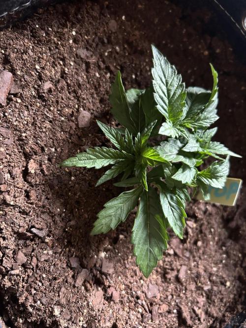 Cherry Poppers. Week 3