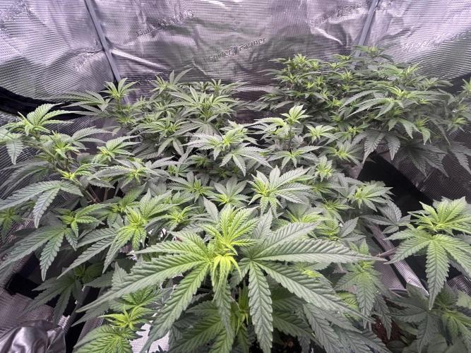 3 clones. Week 5