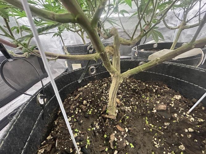 3 clones. Week 5