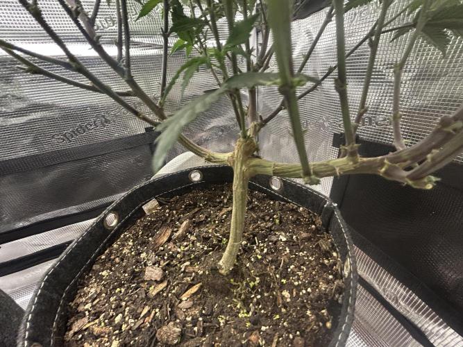 3 clones. Week 5