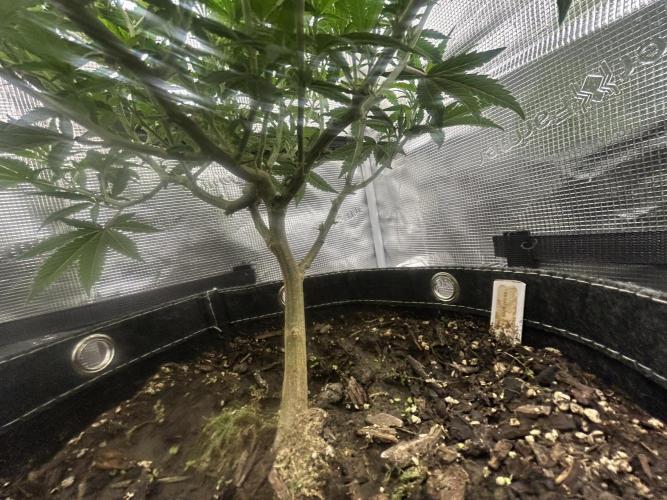 3 clones. Week 5