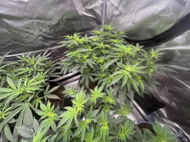 3 clones. Week 5