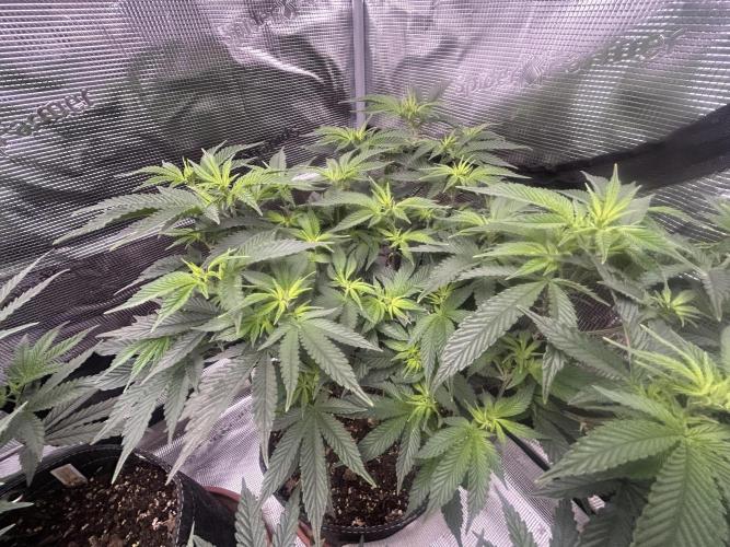 3 clones. Week 5