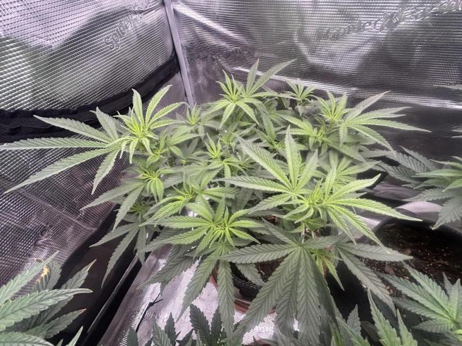 3 clones. Week 5