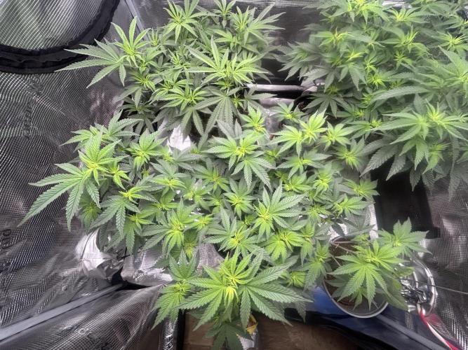 3 clones. Week 5