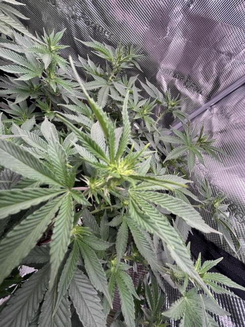 3 clones. Week 5
