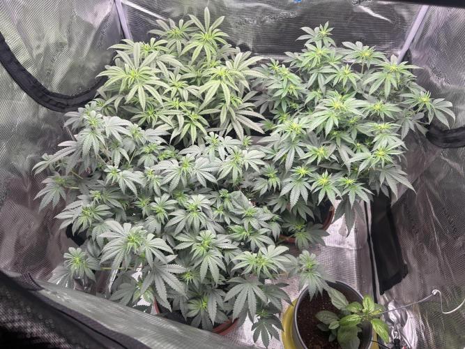 3 clones. Week 5