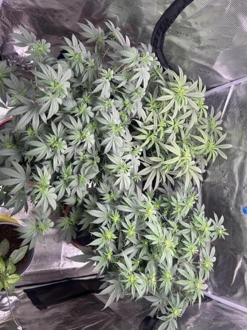 3 clones. Week 5