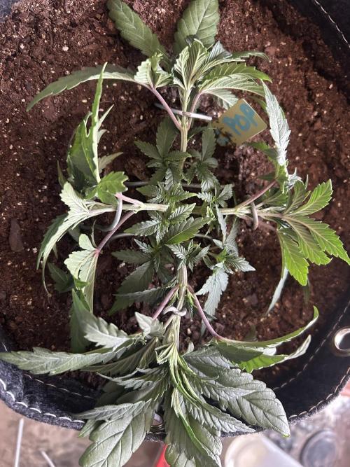 Cherry Poppers. Week 4