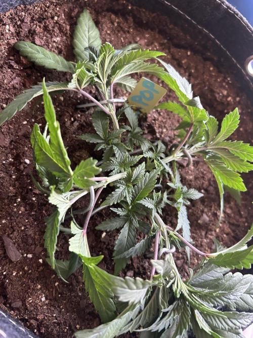 Cherry Poppers. Week 4