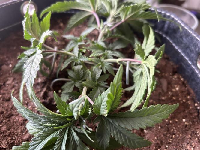Cherry Poppers. Week 4