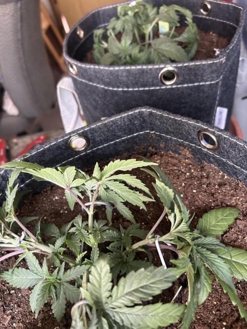 Cherry Poppers. Week 4
