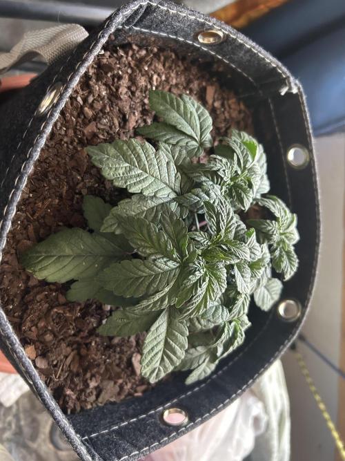 LSD Feminized. Week 4