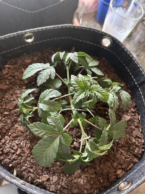 LSD Feminized. Week 4