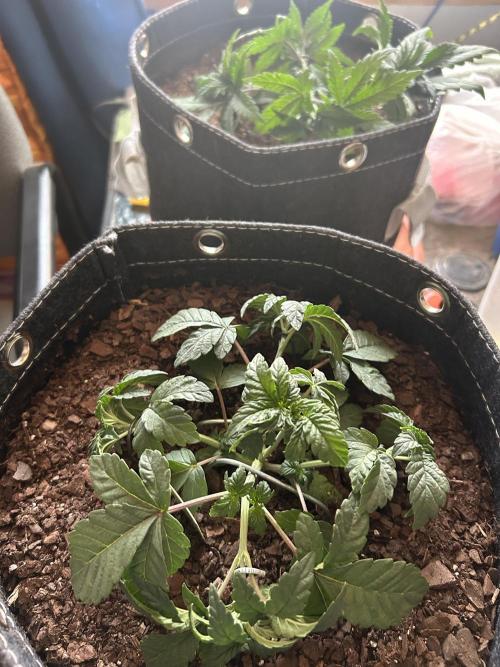 LSD Feminized. Week 4