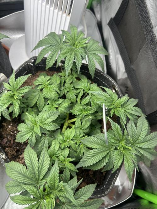 LSD Feminized. Week 6