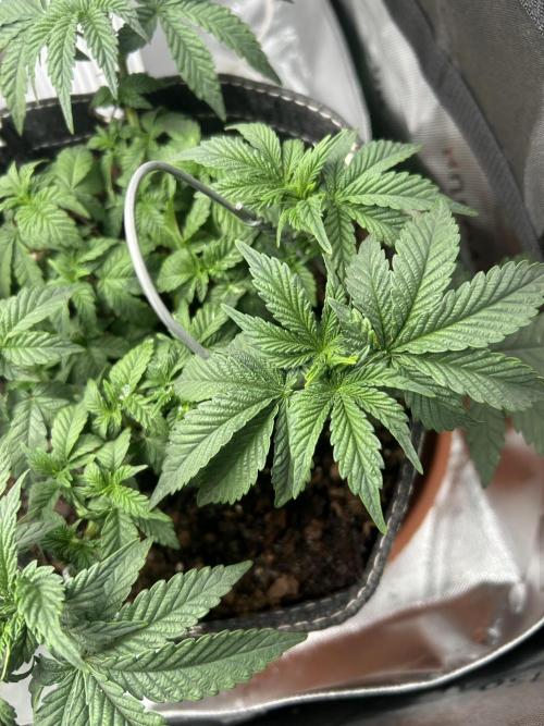 LSD Feminized. Week 6
