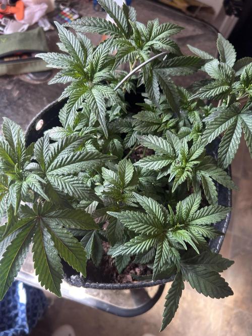 LSD Feminized. Week 6