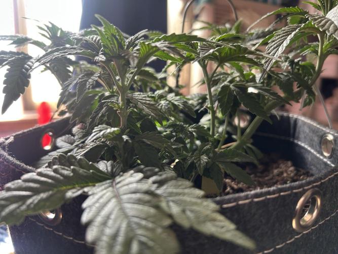 LSD Feminized. Week 6
