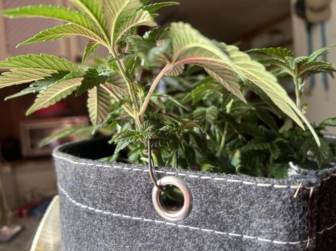 LSD Feminized. Week 6