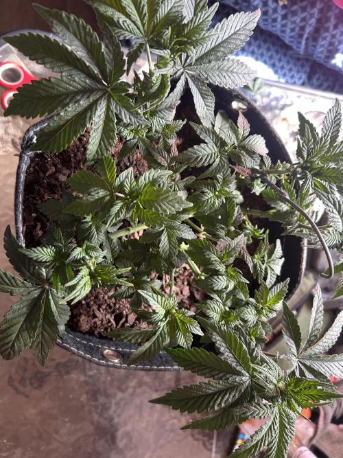 LSD Feminized. Week 6