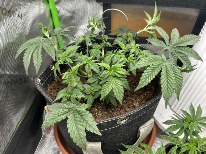 LSD Feminized. Week 6