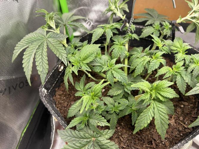 LSD Feminized. Week 6