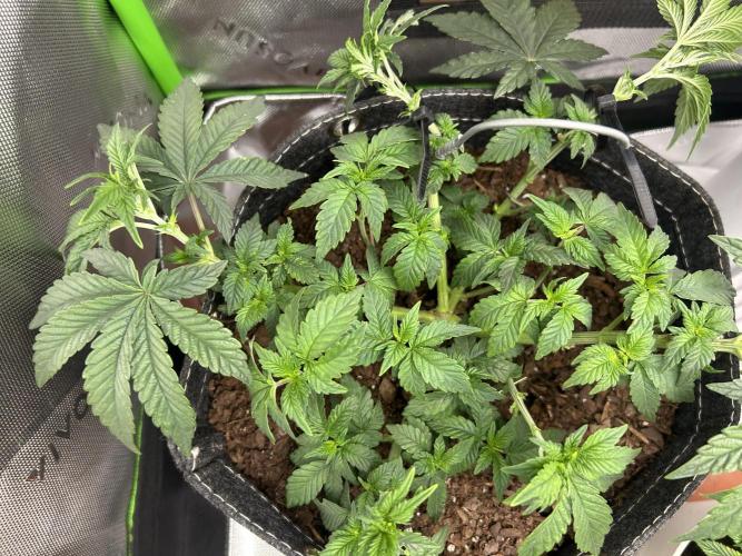 LSD Feminized. Week 6