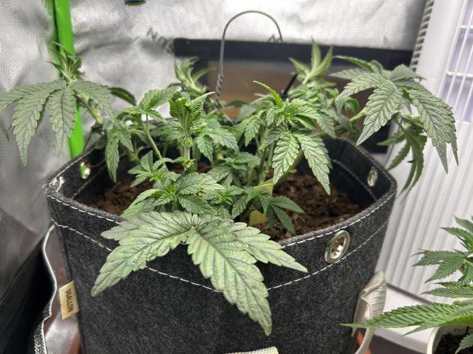 Grow Tent P224 24"x24"x48". Week 6